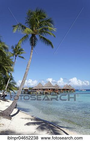 Stock Photo - Bungalows, water bungalows on the beach with palm trees, Hotel KiaOra Resort & Spa, Rangiroa, Society Islands, Windward Islands, French Polynesia, Oceania. Fotosearch