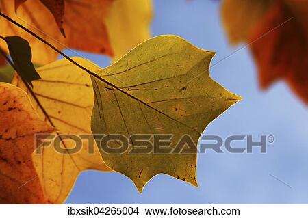 Bunte Blatter vom Tulpenbaum (Liriodendron tulipifera), Deutschland, Europa View Large Photo Image Picture - Bunte Blatter vom Tulpenbaum (Liriodendron tulipifera), Deutschland, Europa. Fotosearch