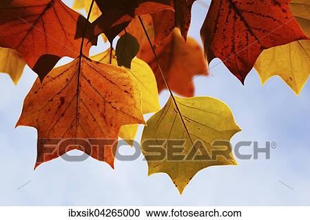 Stock Image - Bunte Blatter vom Tulpenbaum (Liriodendron tulipifera), Deutschland, Europa. Fotosearch