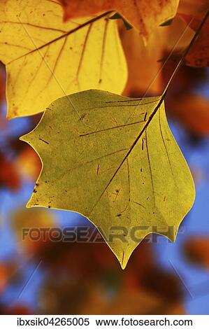Bunte Blatter vom Tulpenbaum (Liriodendron tulipifera), Deutschland, Europa View Large Photo Image Stock Photography - Bunte Blatter vom Tulpenbaum (Liriodendron tulipifera), Deutschland, Europa. Fotosearch