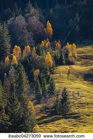 Stock Photo - Bunter Herbstwald, Jachenau, Bayern, Oberbayern, Deutschland, Europa. Fotosearch