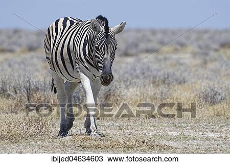 Burchell's zebra (Equus quagga burchellii) walking on arid grassland, Etosha National Park, Namibia, Africa View Large Photo Image Stock Image - Burchell's zebra (Equus quagga burchellii) walking on arid grassland, Etosha National Park, Namibia, Africa. Fotosearch