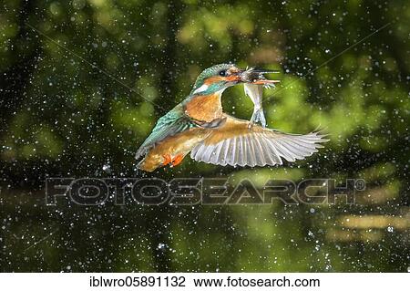 Busted Common kingfisher ( Alcedo atthis) with fish as prey, hunting, prey shot, Naarden, Netherlands View Large Photo Image Stock Image - Busted Common kingfisher ( Alcedo atthis) with fish as prey, hunting, prey shot, Naarden, Netherlands. Fotosearch