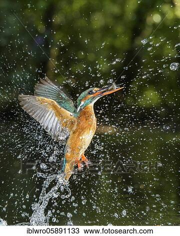 Busted Common kingfisher ( Alcedo atthis) with fish as prey, hunting, prey shot, Naarden, Netherlands View Large Photo Image Stock Image - Busted Common kingfisher ( Alcedo atthis) with fish as prey, hunting, prey shot, Naarden, Netherlands. Fotosearch