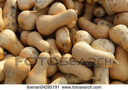Stock Image - Butternusskurbis oder Butternut-Kurbisse, Bayern, Deutschland, Europa. Fotosearch