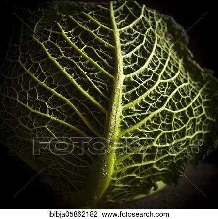 Cabbage, studio shot, France, Europe View Large Photo Image Stock Image - Cabbage, studio shot, France, Europe. Fotosearch