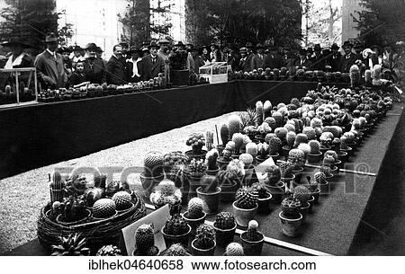 Stock Photo - Cacti exhibition, 1930s, exact place unknown, Germany, Europe. Fotosearch