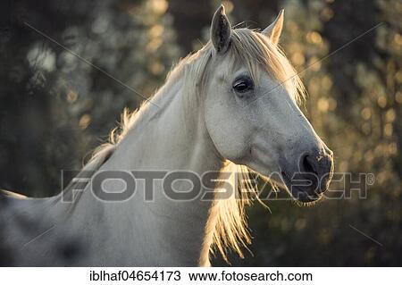 Camargue horse (Equus), animal portrait, Mare, France, Europe View Large Photo Image Stock Image - Camargue horse (Equus), animal portrait, Mare, France, Europe. Fotosearch