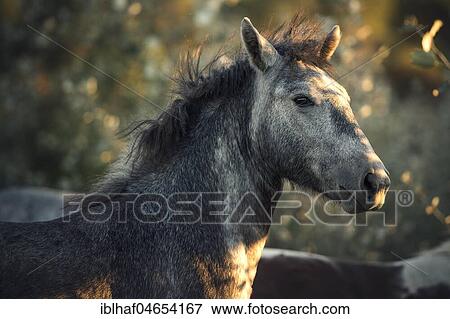Camargue horse (Equus), animal portrait, Foal, France, Europe View Large Photo Image Stock Photo - Camargue horse (Equus), animal portrait, Foal, France, Europe. Fotosearch