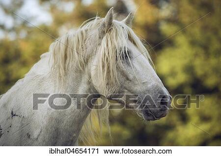 Stock Image - Camargue stallion (Equus), animal portrait, Stallion, France, Europe. Fotosearch