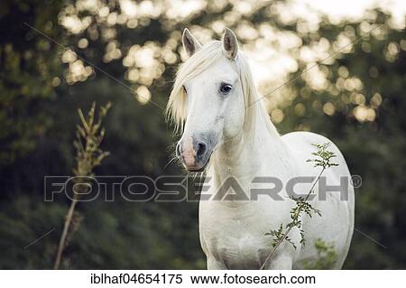 Camargue stallion (Equus) stands on the meadow, animal portrait, stallion France View Large Photo Image Stock Photography - Camargue stallion (Equus) stands on the meadow, animal portrait, stallion France. Fotosearch