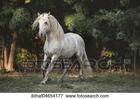 Camargue stallion (Equus), trotting, stallion, France, Europe View Large Photo Image Stock Photo - Camargue stallion (Equus), trotting, stallion, France, Europe. Fotosearch