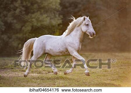 Camargue stallion (Equus) trotting across the meadow at sunset, stallion, France, Europe View Large Photo Image Stock Photograph - Camargue stallion (Equus) trotting across the meadow at sunset, stallion, France, Europe. Fotosearch