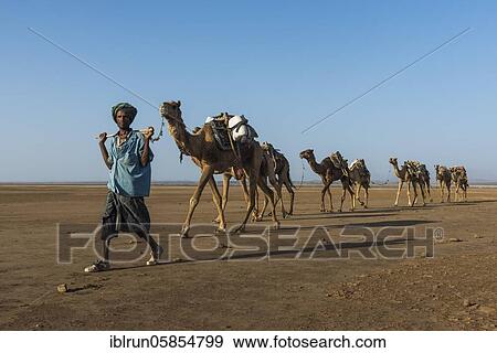 Camel caravan in the desert, Danakil Depression, Ethiopia, Africa View Large Photo Image Stock Photo - Camel caravan in the desert, Danakil Depression, Ethiopia, Africa. Fotosearch