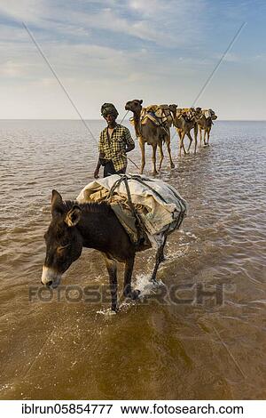 Camels and donkeys loaded with rock salt plates walk through a salt lake, Danakil depression, Ethiopia, Africa View Large Photo Image Stock Photo - Camels and donkeys loaded with rock salt plates walk through a salt lake, Danakil depression, Ethiopia, Africa. Fotosearch