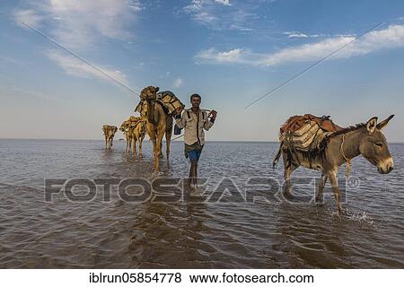 Camels and donkeys loaded with rock salt plates walk through a salt lake, Danakil depression, Ethiopia, Africa View Large Photo Image Stock Photo - Camels and donkeys loaded with rock salt plates walk through a salt lake, Danakil depression, Ethiopia, Africa. Fotosearch