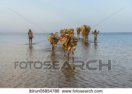 Camels and donkeys loaded with rock salt plates walk through a salt lake, Danakil depression, Ethiopia, Africa View Large Photo Image Stock Photograph - Camels and donkeys loaded with rock salt plates walk through a salt lake, Danakil depression, Ethiopia, Africa. Fotosearch