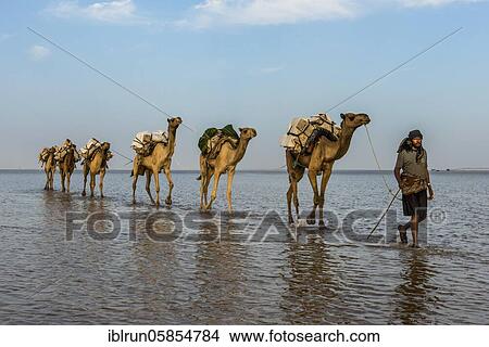 Camels loaded with rock salt plates walk through a salt lake, Danakil depression, Ethiopia, Africa View Large Photo Image Picture - Camels loaded with rock salt plates walk through a salt lake, Danakil depression, Ethiopia, Africa. Fotosearch
