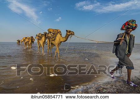 Camels loaded with rock salt plates walk through a salt lake, Danakil depression, Ethiopia, Africa View Large Photo Image Stock Image - Camels loaded with rock salt plates walk through a salt lake, Danakil depression, Ethiopia, Africa. Fotosearch