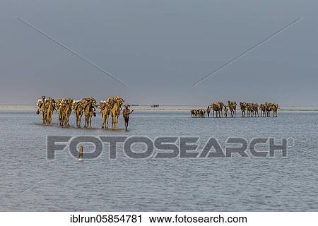 Camels loaded with rock salt plates walk through a salt lake, Danakil depression, Ethiopia, Africa View Large Photo Image Stock Image - Camels loaded with rock salt plates walk through a salt lake, Danakil depression, Ethiopia, Africa. Fotosearch