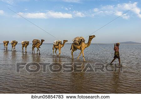 Camels loaded with rock salt plates walk through a salt lake, Danakil depression, Ethiopia, Africa View Large Photo Image Stock Image - Camels loaded with rock salt plates walk through a salt lake, Danakil depression, Ethiopia, Africa. Fotosearch