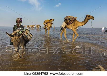 Stock Photo - Camels loaded with rock salt plates walk through a salt lake, Danakil depression, Ethiopia, Africa. Fotosearch