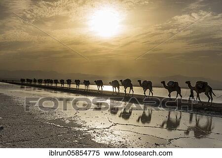 Camels loaded with rock salt plates walk through a salt lake, salt desert, Danakil depression, Ethiopia, Africa View Large Photo Image Stock Photography - Camels loaded with rock salt plates walk through a salt lake, salt desert, Danakil depression, Ethiopia, Africa. Fotosearch