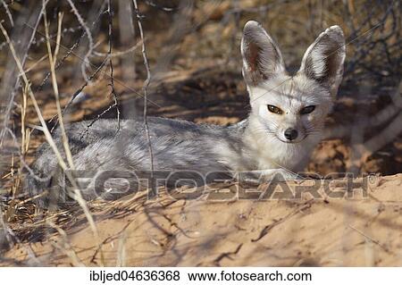 Cape fox (Vulpes chama), adult female lying at the burrow, alert, Kgalagadi Transfrontier Park, Northern Cape, South Africa, Africa View Large Photo Image Stock Photo - Cape fox (Vulpes chama), adult female lying at the burrow, alert, Kgalagadi Transfrontier Park, Northern Cape, South Africa, Africa. Fotosearch