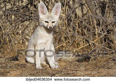 Cape fox (Vulpes chama), young male sitting at den, alert, Kgalagadi Transfrontier Park, Northern Cape, South Africa, Africa View Large Photo Image Picture - Cape fox (Vulpes chama), young male sitting at den, alert, Kgalagadi Transfrontier Park, Northern Cape, South Africa, Africa. Fotosearch
