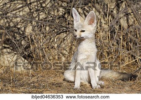 Cape fox (Vulpes chama), young male sitting at den, alert, Kgalagadi Transfrontier Park, Northern Cape, South Africa, Africa View Large Photo Image Stock Image - Cape fox (Vulpes chama), young male sitting at den, alert, Kgalagadi Transfrontier Park, Northern Cape, South Africa, Africa. Fotosearch