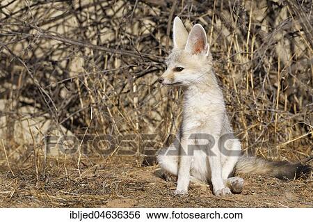 Cape fox (Vulpes chama), young male sitting at den, alert, Kgalagadi Transfrontier Park, Northern Cape, South Africa, Africa View Large Photo Image Stock Photograph - Cape fox (Vulpes chama), young male sitting at den, alert, Kgalagadi Transfrontier Park, Northern Cape, South Africa, Africa. Fotosearch