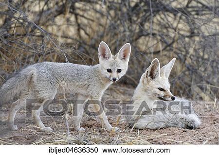 Cape foxes (Vulpes chama), lying mother with standing young, Kgalagadi Transfrontier Park, Northern Cape, South Africa, Africa View Large Photo Image Stock Image - Cape foxes (Vulpes chama), lying mother with standing young, Kgalagadi Transfrontier Park, Northern Cape, South Africa, Africa. Fotosearch