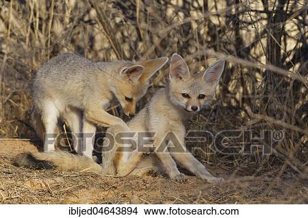 Cape foxes (Vulpes chama), two young animals, Kgalagadi Transfrontier Park, Northern Cape, South Africa, Africa View Large Photo Image Picture - Cape foxes (Vulpes chama), two young animals, Kgalagadi Transfrontier Park, Northern Cape, South Africa, Africa. Fotosearch