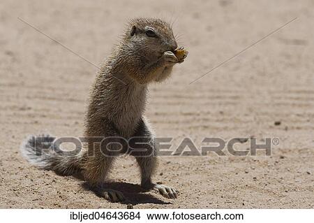 Cape ground squirrel (Xerus inauris), male, feeding on a piece of apple at Mata-Mata camp, Kgalagadi Transfrontier Park, Northern Cape, South Africa, Africa View Large Photo Image Picture - Cape ground squirrel (Xerus inauris), male, feeding on a piece of apple at Mata-Mata camp, Kgalagadi Transfrontier Park, Northern Cape, South Africa, Africa. Fotosearch