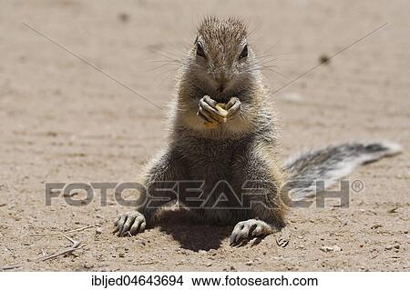 Picture - Cape ground squirrel (Xerus inauris), male, feeding on a piece of apple at Mata-Mata camp, Kgalagadi Transfrontier Park, Northern Cape, South Africa, Africa. Fotosearch