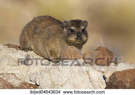 Cape hyrax (Procavia capensis) lying on a stone wall, Hardap Nature Reserve, Hardap region, Namibia, Africa View Large Photo Image Picture - Cape hyrax (Procavia capensis) lying on a stone wall, Hardap Nature Reserve, Hardap region, Namibia, Africa. Fotosearch