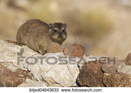 Cape hyrax (Procavia capensis) lying on a stone wall, Hardap Nature Reserve, Hardap region, Namibia, Africa View Large Photo Image Stock Image - Cape hyrax (Procavia capensis) lying on a stone wall, Hardap Nature Reserve, Hardap region, Namibia, Africa. Fotosearch