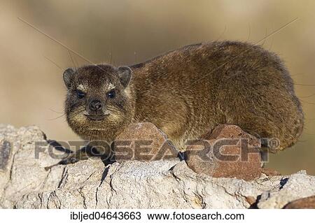 Cape hyrax (Procavia capensis) lying on a stone wall, Hardap Nature Reserve, Hardap region, Namibia, Africa View Large Photo Image Stock Image - Cape hyrax (Procavia capensis) lying on a stone wall, Hardap Nature Reserve, Hardap region, Namibia, Africa. Fotosearch