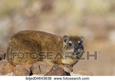 Cape hyrax (Procavia capensis) lying on a stone wall, Hardap Nature Reserve, Hardap region, Namibia, Africa View Large Photo Image Stock Photo - Cape hyrax (Procavia capensis) lying on a stone wall, Hardap Nature Reserve, Hardap region, Namibia, Africa. Fotosearch