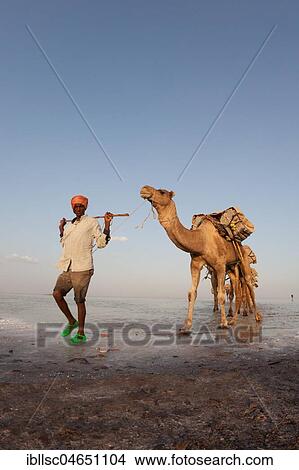 Caravan, camels transporting salt through the Dallol Salt Desert, Ethiopia, Africa View Large Photo Image Picture - Caravan, camels transporting salt through the Dallol Salt Desert, Ethiopia, Africa. Fotosearch