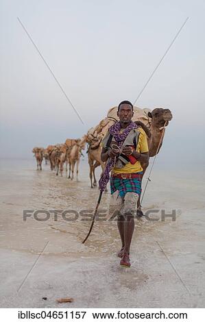 Caravan, camels transporting salt through the Dallol Salt Desert, Ethiopia, Africa View Large Photo Image Stock Photo - Caravan, camels transporting salt through the Dallol Salt Desert, Ethiopia, Africa. Fotosearch