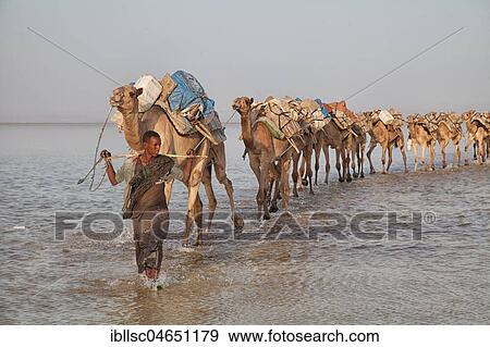 Stock Photo - Caravan, camels transporting salt through the Dallol Salt Desert, Ethiopia, Africa. Fotosearch