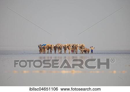 Caravan, camels transporting salt through the Dallol Salt Desert, Ethiopia, Africa View Large Photo Image Stock Photograph - Caravan, camels transporting salt through the Dallol Salt Desert, Ethiopia, Africa. Fotosearch