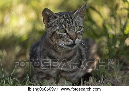 Cat, Pazin, Istria, Croatia, Europe View Large Photo Image Stock Photo - Cat, Pazin, Istria, Croatia, Europe. Fotosearch