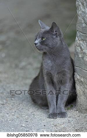 Cat, Pazin, Istria, Croatia, Europe View Large Photo Image Stock Photo - Cat, Pazin, Istria, Croatia, Europe. Fotosearch