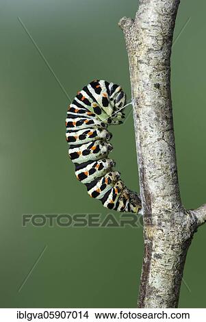 Caterpillar ready for pupation of a Swallowtail (Papilio machaon) Switzerland View Large Photo Image Picture - Caterpillar ready for pupation of a Swallowtail (Papilio machaon) Switzerland. Fotosearch