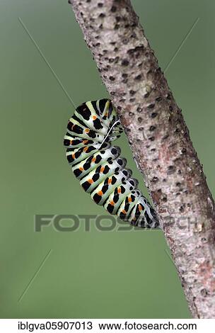 Caterpillar, Swallowtailbutterfly (Papilio machaon) has attached itself to a branch with a belt-like spider silk thread for pupation, Switzerland, Europe View Large Photo Image Stock Image - Caterpillar, Swallowtailbutterfly (Papilio machaon) has attached itself to a branch with a belt-like spider silk thread for pupation, Switzerland, Europe. Fotosearch