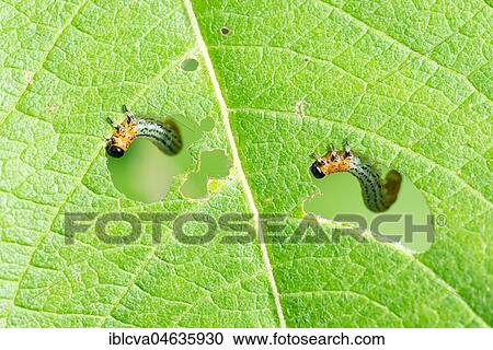 Caterpillars of Willow sawfly (Nematus salicis), eating leaves of a Willow (leaf), Lower Saxony, Germany, Europe View Large Photo Image Stock Image - Caterpillars of Willow sawfly (Nematus salicis), eating leaves of a Willow (leaf), Lower Saxony, Germany, Europe. Fotosearch