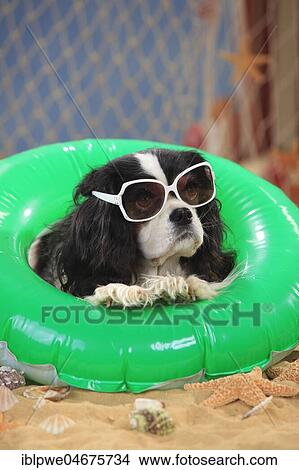 Cavalier King Charles Spaniel, bitch, tricolour, 9 years, with sunglasses in swimming ring, floating tire View Large Photo Image Picture - Cavalier King Charles Spaniel, bitch, tricolour, 9 years, with sunglasses in swimming ring, floating tire. Fotosearch
