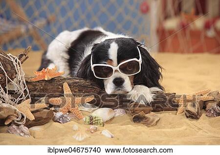 Stock Image - Cavalier King Charles Spaniel, bitch, tricolour, 9 years, with sunglasses and beach deoration. Fotosearch